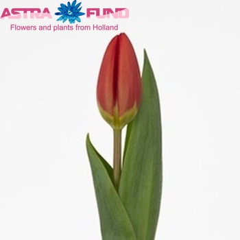 Tulipa Triumf Grp enkel 'Spring Garden' fotografie