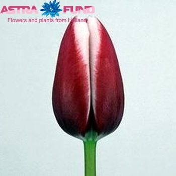 Tulipa Triumf Grp enkel 'Stargazer' fotografie