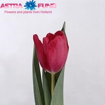 Tulipa Triumf Grp enkel 'Strawberry Ice' fotografie
