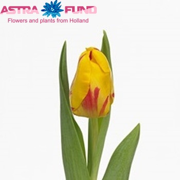 Tulipa Triumf Grp enkel 'Striped Bellona' fotografie