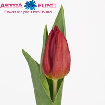 Tulipa Triumf Grp enkel 'Strong Fire' photo