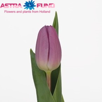 Tulipa Triumf Grp enkel 'Sugar Flag' photo