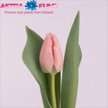Tulipa Triumf Grp enkel 'Sugar Love' photo