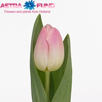 Tulipa Triumf Grp enkel 'Superbabe' photo