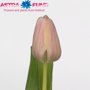 Tulipa Triumf Grp enkel 'Superpole' fotografija