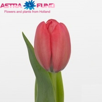 Tulipa Triumf Grp enkel 'Superstar' fotografija