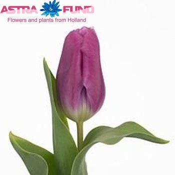 Tulipa Triumf Grp enkel 'Supri Punky' fotografija