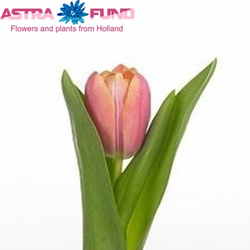 Tulipa Triumf Grp enkel 'Svetlana' fotografija