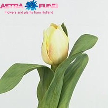 Tulipa Triumf Grp enkel 'Sweet Dream' fotografija