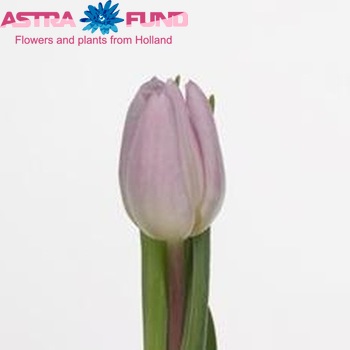 Tulipa Triumf Grp enkel 'Sweet Flag' fotografija