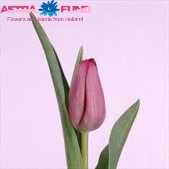 Tulipa Triumf Grp enkel 'Sweet Rosy' fotografija