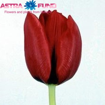 Tulipa Triumf Grp enkel 'Sweetest Spring' fotografija