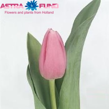 Tulipa Triumf Grp enkel 'Swinging World' fotografija
