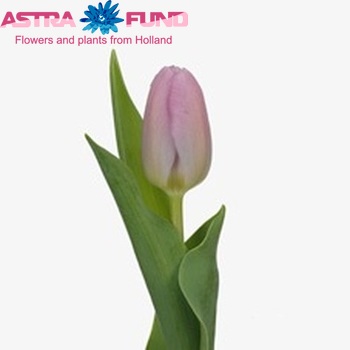 Tulipa Triumf Grp enkel 'Synaeda Amor' fotografija