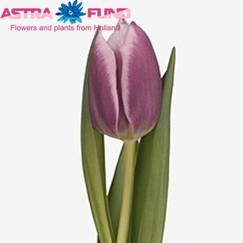 Tulipa Triumf Grp enkel 'Synaeda Blue' fotografie
