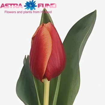 Tulipa Triumf Grp enkel 'Synaeda Enfante' fotografie