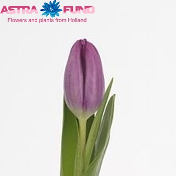 Tulipa Triumf Grp enkel 'Synaeda Samouco' fotografie