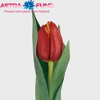 Tulipa Triumf Grp enkel 'Tansu Ciller' fotografie