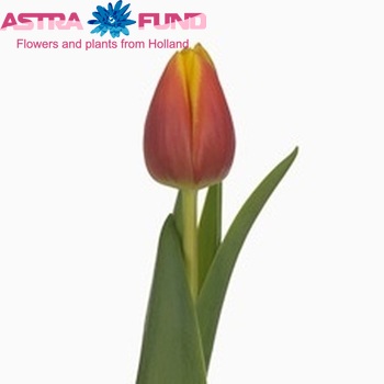 Tulipa Triumf Grp enkel 'Tecla' fotografie