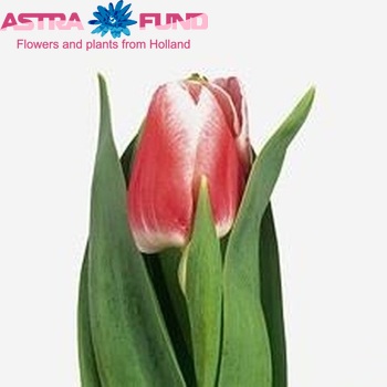Tulipa Triumf Grp enkel 'Temptation' fotografie
