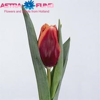 Tulipa Triumf Grp enkel 'Tennessee' fotografie