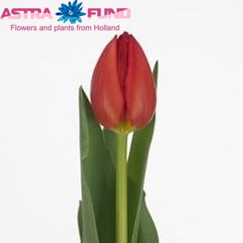 Tulipa Triumf Grp enkel 'Teylingen' fotografie
