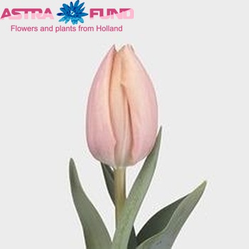 Tulipa Triumf Grp enkel 'Thijs Boots' fotografie