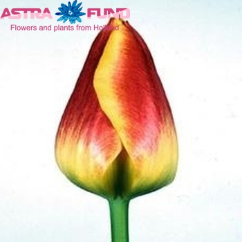 Tulipa Triumf Grp enkel 'Thule' fotografie