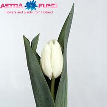 Tulipa Triumf Grp enkel 'Tibet' fotografie