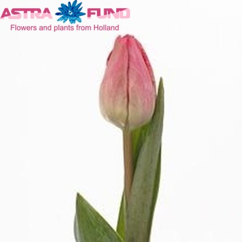 Tulipa Triumf Grp enkel 'Tiesto' fotografie