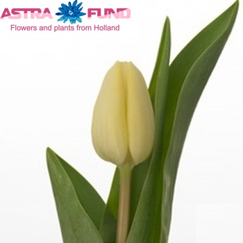 Tulipa Triumf Grp enkel 'Tiliro' fotografie