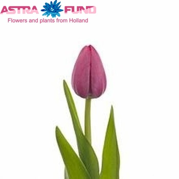 Tulipa Triumf Grp enkel 'Tineke van der Meer' fotografie