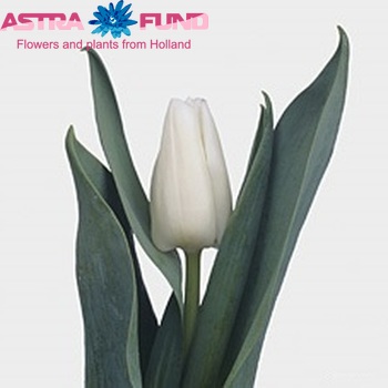 Tulipa Triumf Grp enkel 'Topwhite' fotografie