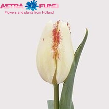 Tulipa Triumf Grp enkel 'Toucan' fotografie