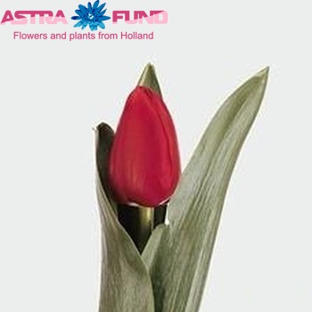 Tulipa Triumf Grp enkel 'Unique de France' fotografie