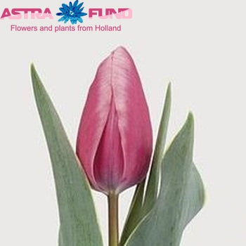 Tulipa Triumf Grp enkel 'Varinas Design' fotografie
