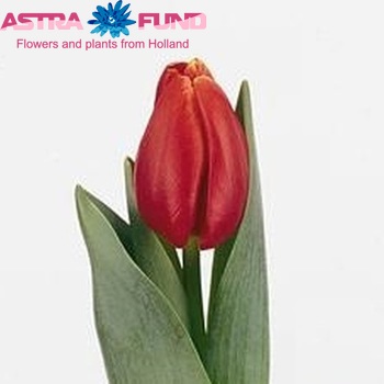 Tulipa Triumf Grp enkel 'Verandi' fotografie