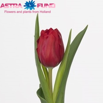 Tulipa Triumf Grp enkel 'Victor Mundi' fotografie