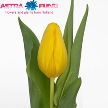 Tulipa Triumf Grp enkel 'Villa Real' fotografie