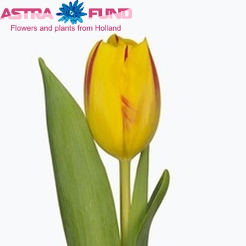 Tulipa Triumf Grp enkel 'Washington' fotografie
