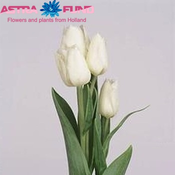 Tulipa Triumf Grp enkel 'Weisse Berliner' fotografie