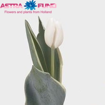 Tulipa Triumf Grp enkel 'White Cloud' fotografie