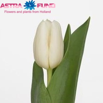 Tulipa Triumf Grp enkel 'White Dynasty' fotografie