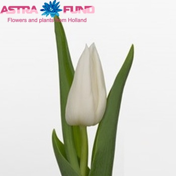 Tulipa Triumf Grp enkel 'White Express' fotografie