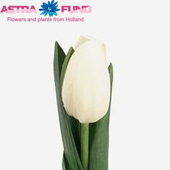 Tulipa Triumf Grp enkel 'White Heaven' fotografie