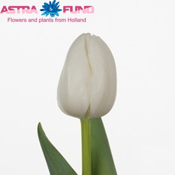 Tulipa Triumf Grp enkel 'White Inovator' fotografie