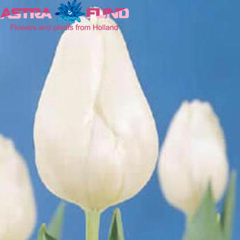 Tulipa Triumf Grp enkel 'White Marvel' foto