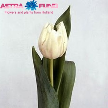 Tulipa Triumf Grp enkel 'White Rhapsody' foto