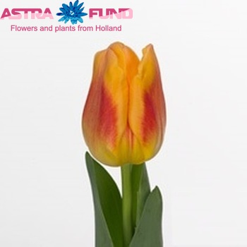 Tulipa Triumf Grp enkel 'Wilbrinks Star' foto