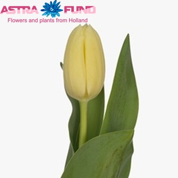 Tulipa Triumf Grp enkel 'Winterberg' foto